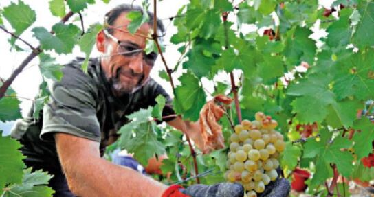 全欧被迫提早收割葡萄 葡萄酒恐涨价10%
