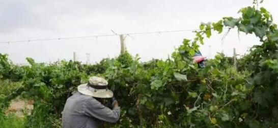 高温天气导致新疆部分产区的葡萄园减产20%