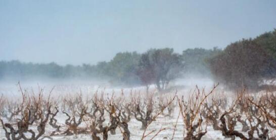 全球气候变暖导致葡萄园向北欧扩展