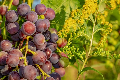走出纳帕:为什么加州是葡萄栽培的完美之地