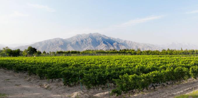 2023年宁夏葡萄酒产业发展会议 将带领宁夏葡萄酒走向世界