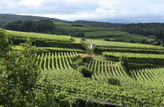 法国哪些地区产葡萄酒？