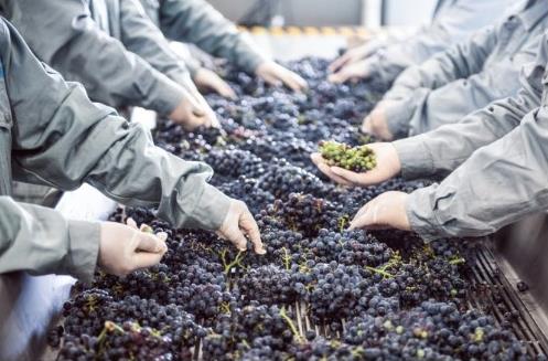 专注细节成就佳酿，美贺庄园开启中国葡萄酒品质新征程