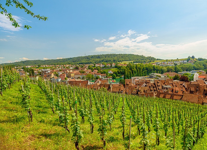 葡萄种植者和葡萄酒酿造者有什么区别?