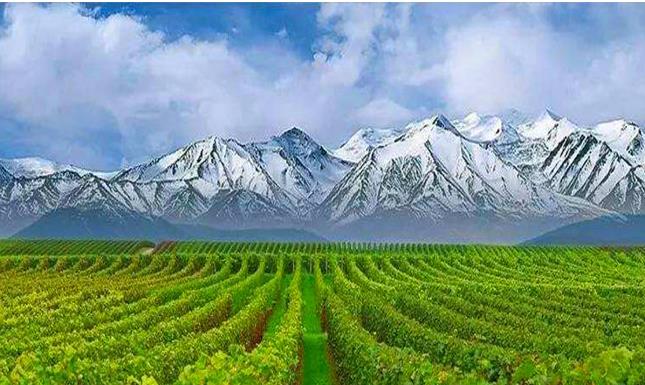 新疆乌苏推进1.59亿葡萄酒项目