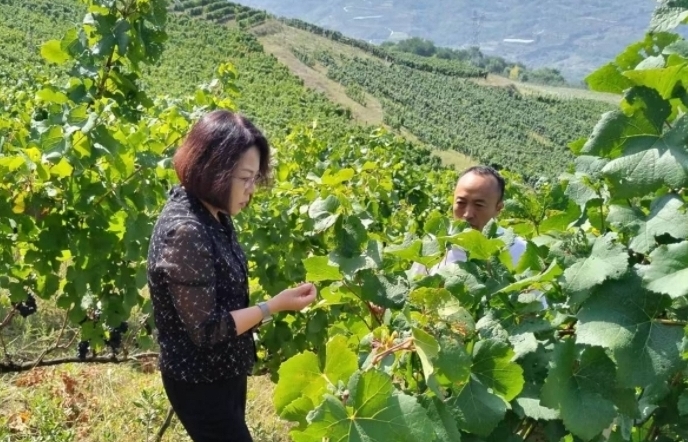 甘肃莫恩葡萄酒业引进国外酿酒师 打造高品质黑比诺葡萄酒