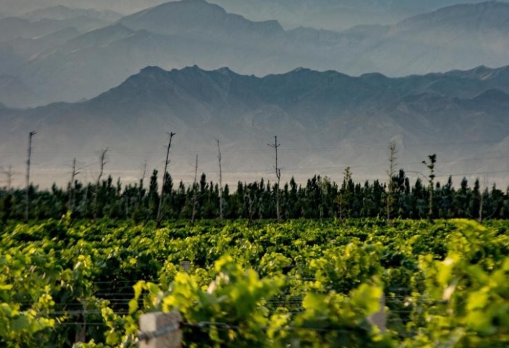 2023年宁夏国家葡萄及葡萄酒产业开放发展综合试验区高标准葡萄园为5家