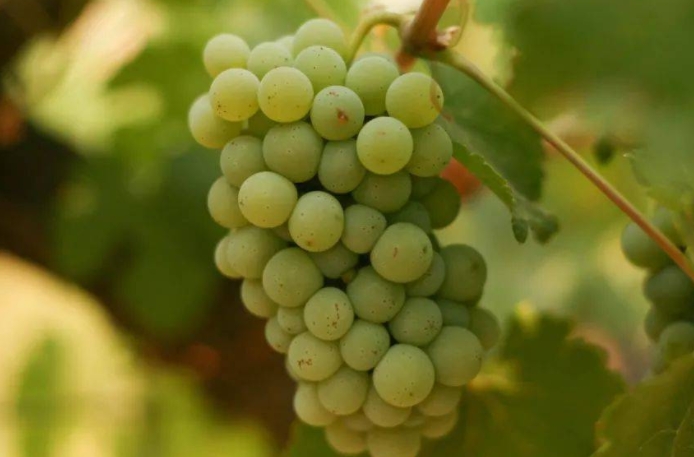 法国卢瓦尔河谷可以被称为“葡萄酒的宝库”