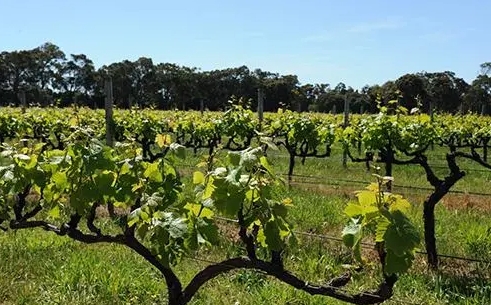 意大利有机葡萄酒的年产量超过300万百升，相当于全国葡萄酒总产量的6%。