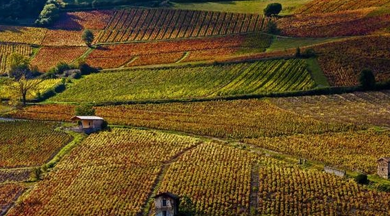 法国罗讷河谷发现1900余年古老酿酒厂 历史可以追溯到公元一世纪