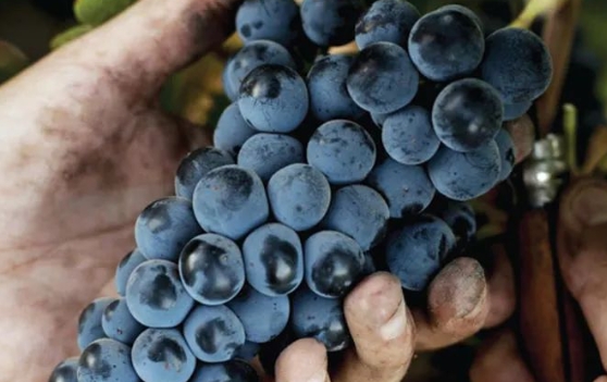 葡萄酒重视可持续发展 专研未来的抗病葡萄品种