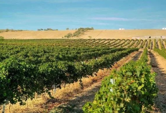 2023西班牙葡萄酒产量下降14%