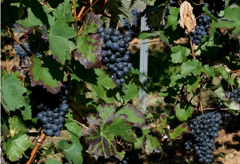 意大利伦巴第大区Dop和Igp葡萄酒的生产价值增长了18.1%