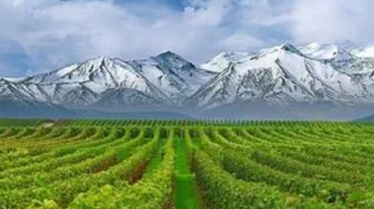 焉耆葡萄酒产值超1亿 焉耆县葡萄酒产区推出产业生态化
