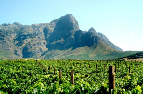 2023年南非葡萄酒出口量下降17%至3.06亿升