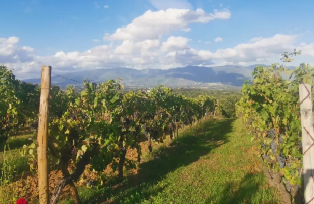托斯卡纳葡萄园面积达61,000公顷，其中95.7%指定用于生产名称葡萄酒