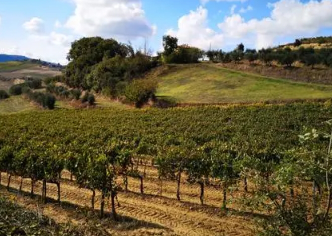 托斯卡纳产区-意大利葡萄酒的支柱，面临挑战市场和气候变化