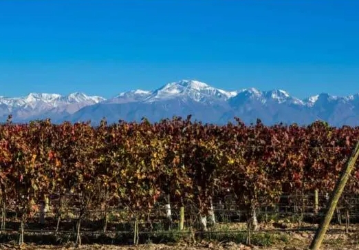 智利为葡萄酒行业注入新的活力 以巩固智利作为全球葡萄酒出口大国的地位