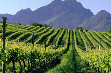 南非葡萄酒开拓国际市场 将参与5月份伦敦葡萄酒博览会
