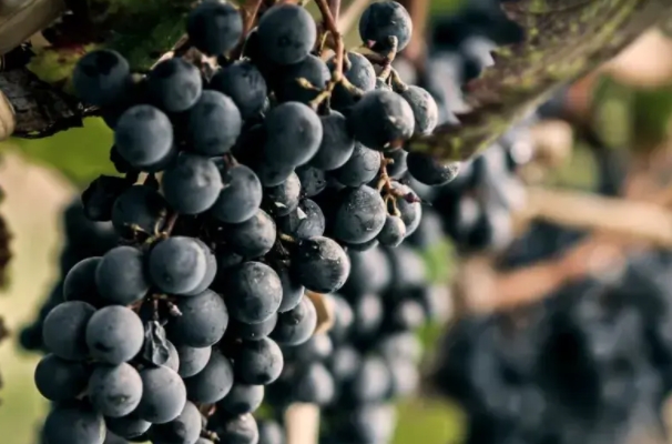 阿根廷葡萄酒与马尔贝克相互成就是尊重风土与自然共生的结合