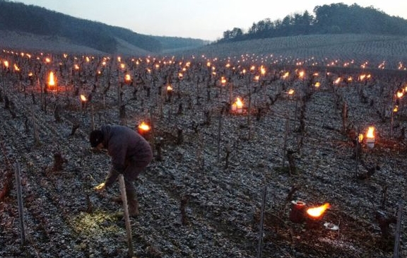 法国春季霜冻导致葡萄园减产高达 90%