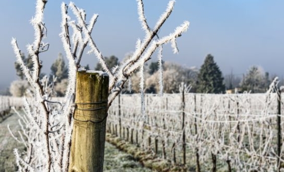 法国葡萄产区正遭受极端天气影响 种植者面临困境