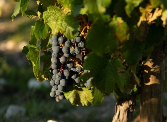 阿根廷葡萄产区2024年在气候的影响下也是好坏参半
